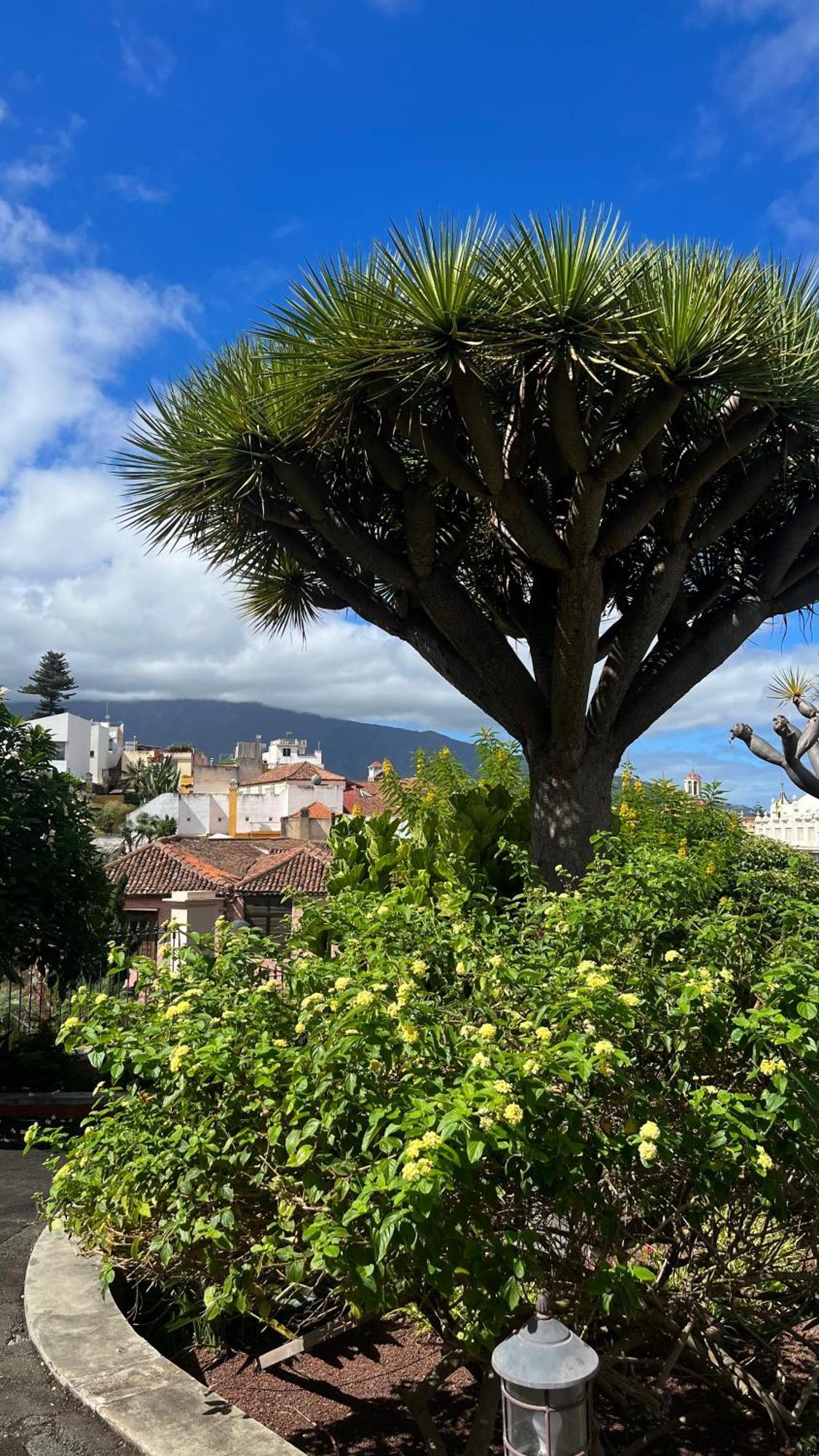 이코드레로스비노스 Tenerife Te Espera! 아파트 외부 사진